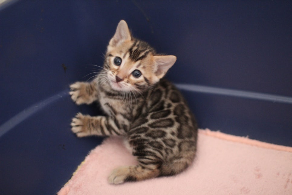 브라운 뱅갈고양이 꼬맹이 겁 작뜩~ 관련 이미지 3