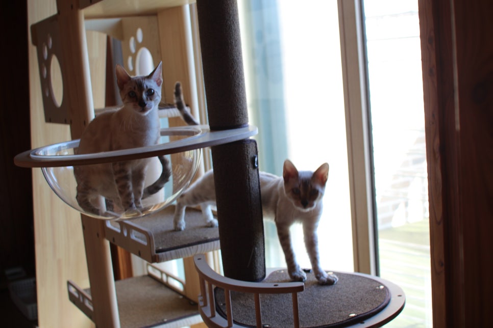 2층에 있는 뱅갈고양이 흰둥이들~ 관련 이미지 5