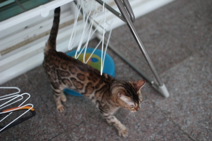 장난꾸러기 뱅갈고양이 리엔이예요~ 관련 이미지 5