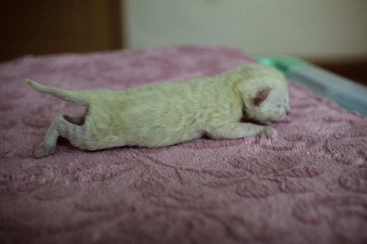 뱅갈고양이 다른 리터에 아이들~ 관련 이미지 1
