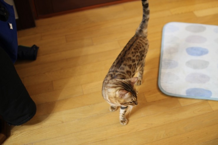 아빠가 될 레이.. 관련 이미지 1