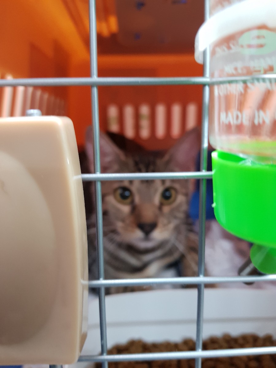 캐나다로 떠난 실버뱅갈고양이 입니다. 관련 이미지 1