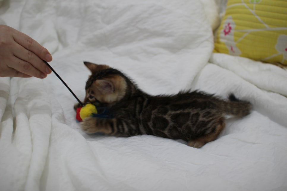 순둥이 개냥이 뱅갈고양이 남아5 분양해요~ 관련 이미지 6