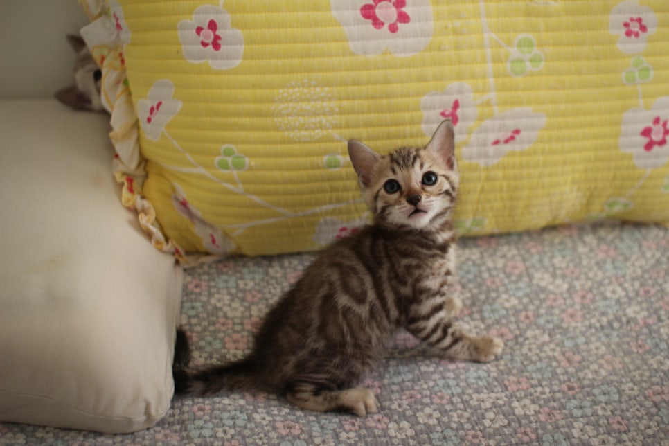 세피아 뱅갈고양이 남아 분양해요~ 관련 이미지 13