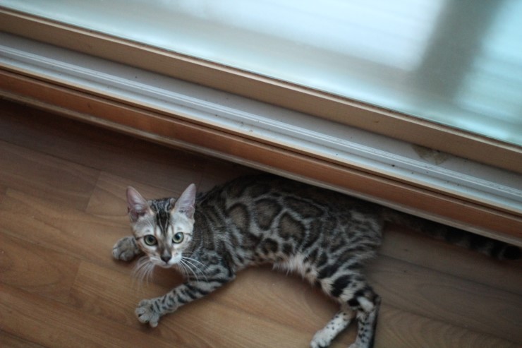 soyu lien 관련 이미지 1