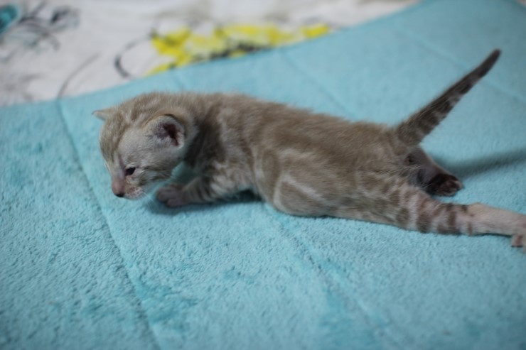 실밍크 뱅갈고양이 꼬맹이 남아들 관련 이미지 1
