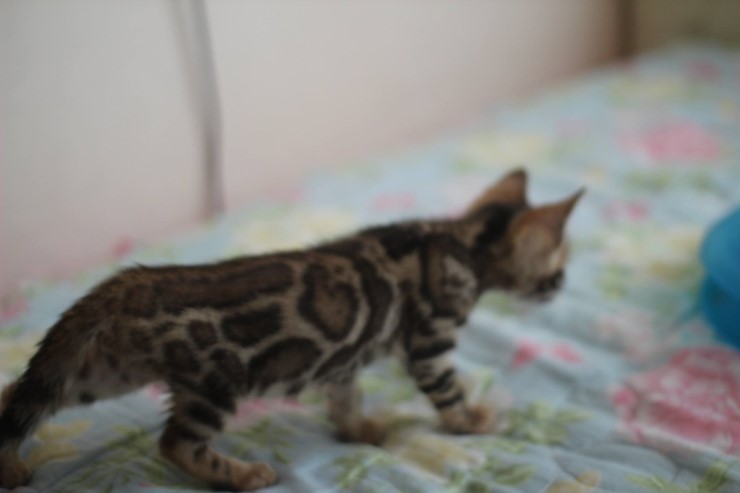 브라운 뱅갈고양이 남아 레모나예요~ 관련 이미지 3