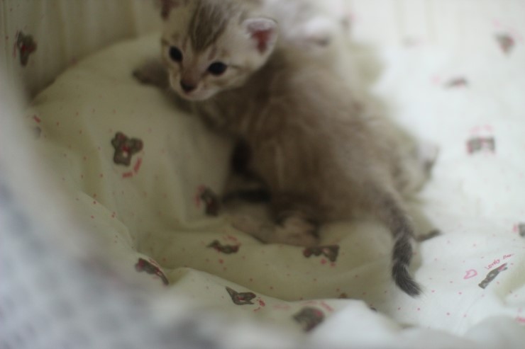 클라우드 로젯 실밍크 뱅갈고양이~ 관련 이미지 2