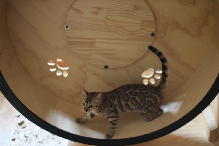 뱅갈고양이 숙자~ 관련 이미지 3