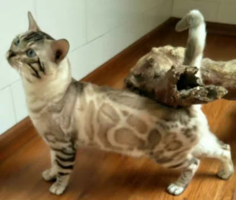 해외에서 종묘로 활동중인 소유캐터리 실링스 뱅갈고양이 입니다~ 관련 이미지 1