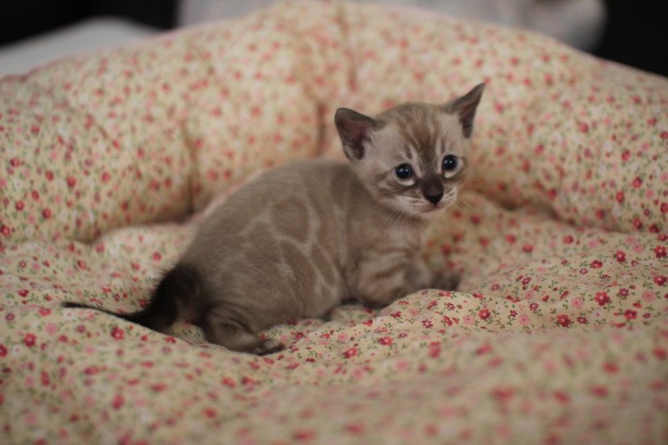 고퀄리티 스노우뱅갈고양이 아이들 분양합니다~ 관련 이미지 22