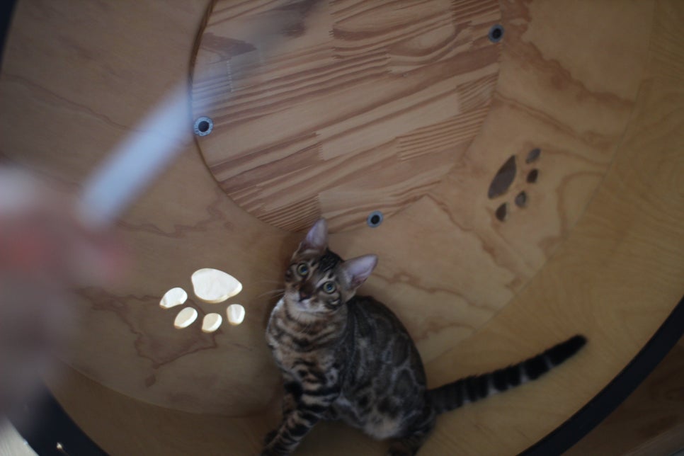 뱅갈고양이분양 너희들 강아지니? 고양이니? ^^ 관련 이미지 15