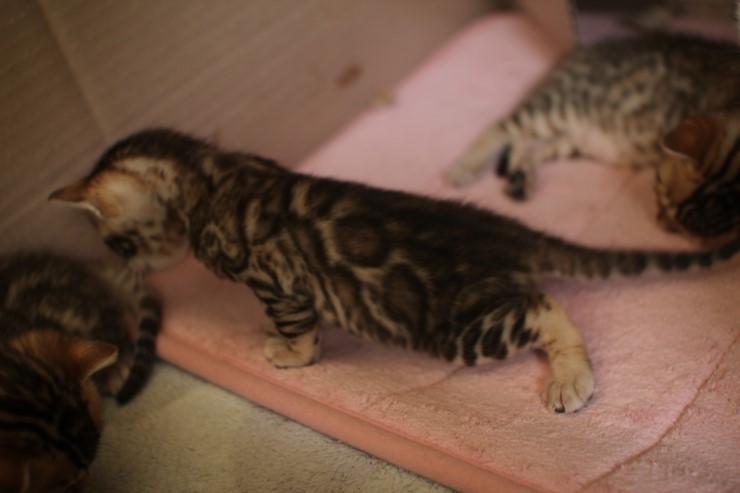 뱅갈고양이 꼬맹이 예약된 여아~ 관련 이미지 6