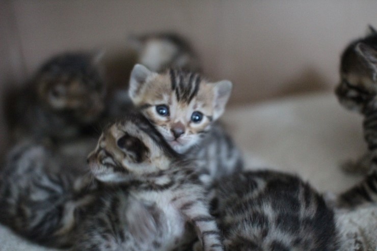 브라운 뱅갈고양이 꼬맹이들 사진 입니다. 관련 이미지 4