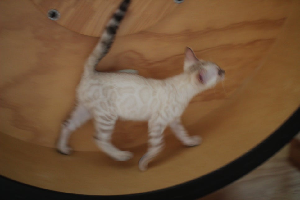 스노우뱅갈고양이 고급스러움을 자아내는 아이들 관련 이미지 11