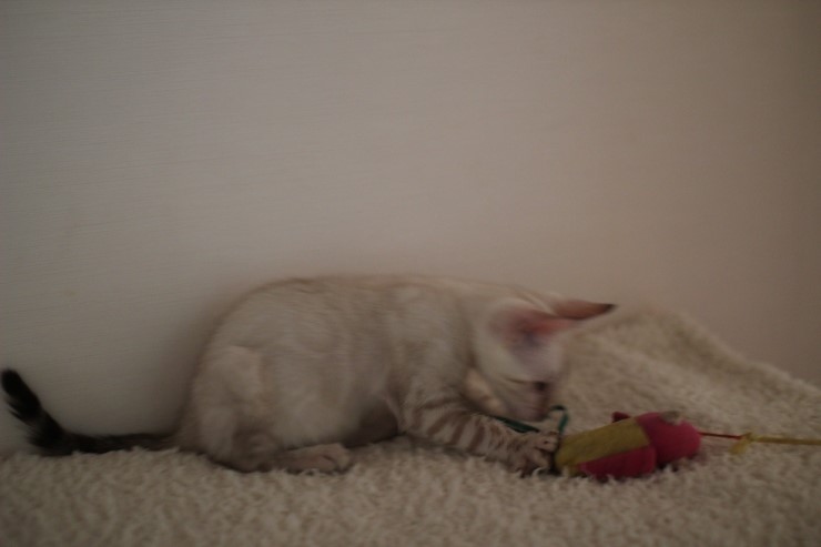 실링스 뱅갈고양이 키퍼 여아 많이 컸어요~ 관련 이미지 13