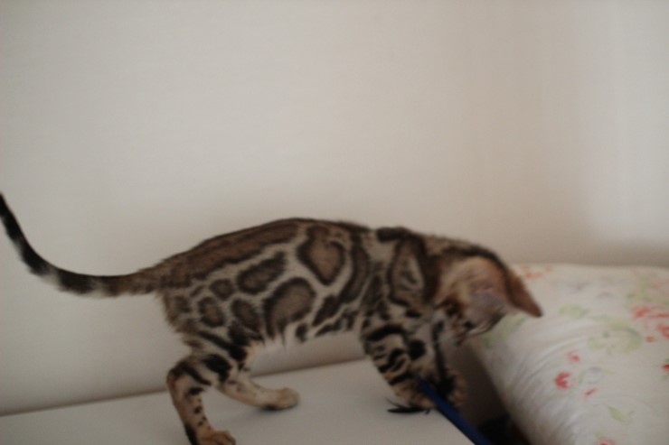 뱅갈고양이 남아 레모나 분양해요 ~ ^^ 관련 이미지 2