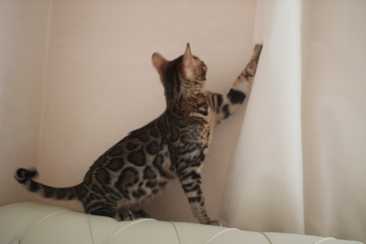 뱅갈고양이 남아 golden rain 입니다~ 관련 이미지 1