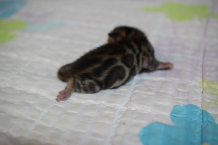 소유캐터리 빅로젯 뱅갈고양이 꼬물이 여아예요~ 관련 이미지 11