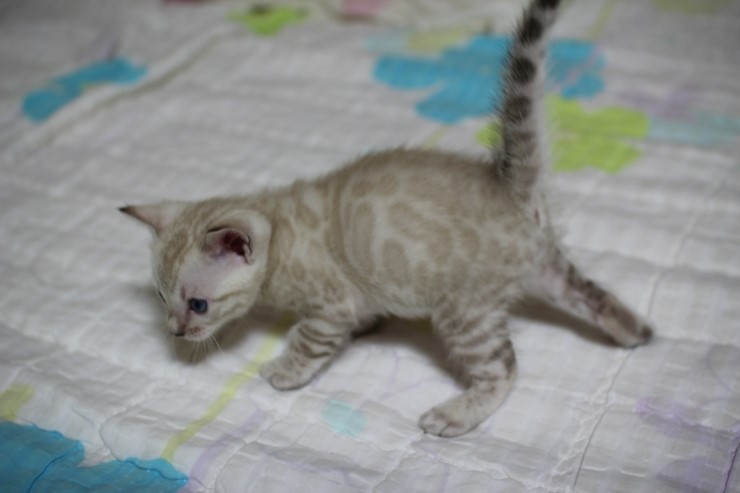 실링스 스노우 뱅갈고양이 남아예요~ 관련 이미지 4