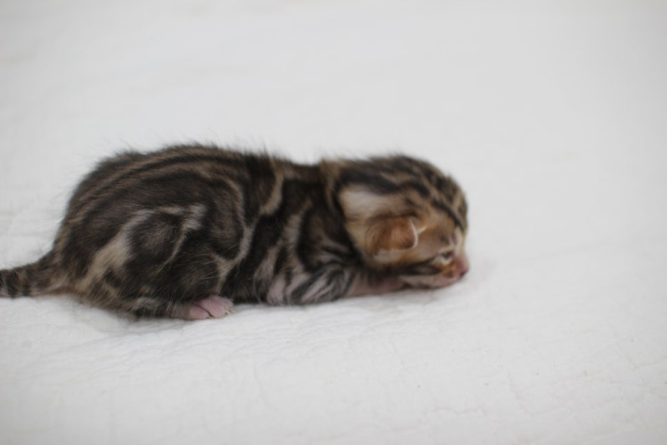 빅로젯이 멋진 뱅갈고양이 꼬맹이 남아예요~ 관련 이미지 4