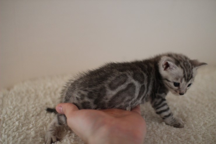 실버 뱅갈고양이 남아예요~ 관련 이미지 9