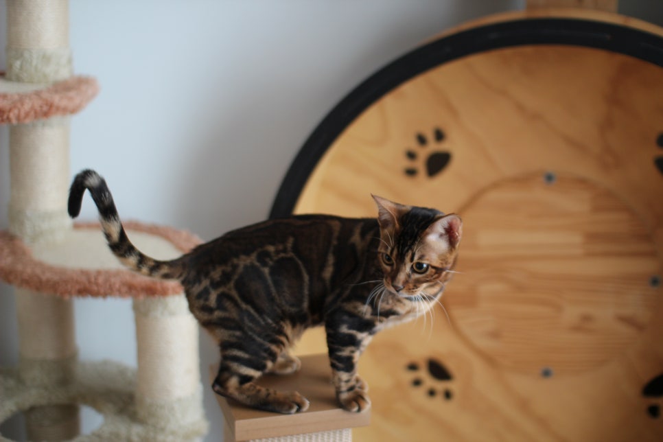 얌전 순둥 개냥이 뱅갈고양이 모카 분양해요~ 관련 이미지 2
