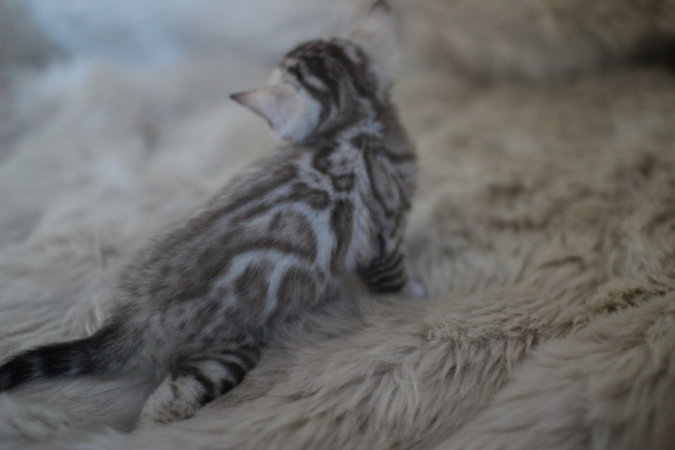 뱅갈고양이 분양 부티가 흘러요 흘러~ 관련 이미지 4