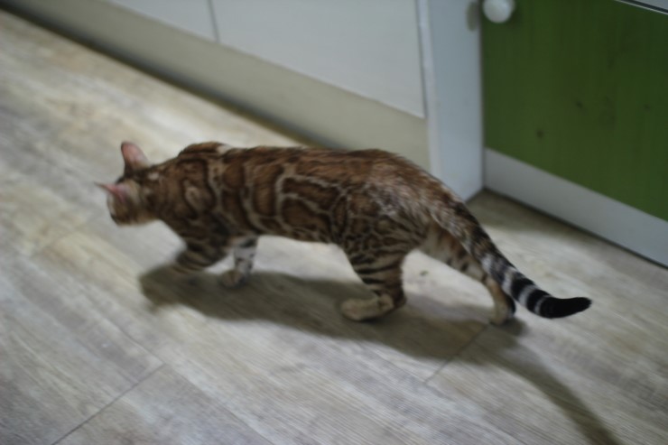 뱅갈고양이 카이~ 관련 이미지 3