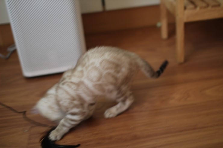 실밍크 뱅갈고양이 곰돌이예요~ 관련 이미지 9