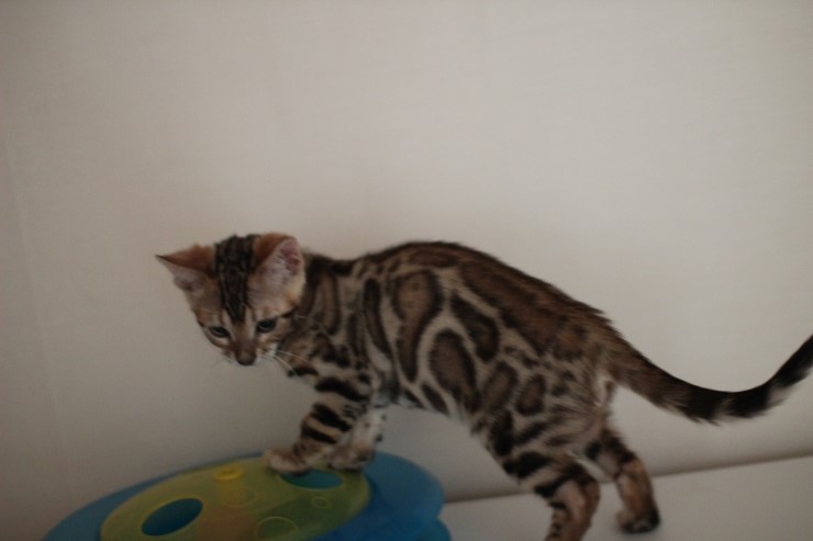 뱅갈고양이 남아 레모나 분양해요 ~ ^^ 관련 이미지 7