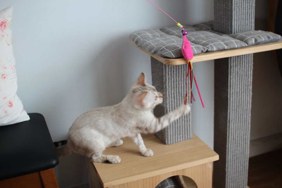 골골송 대마왕 스노우뱅갈고양이 여아 분양해요~ 관련 이미지 6