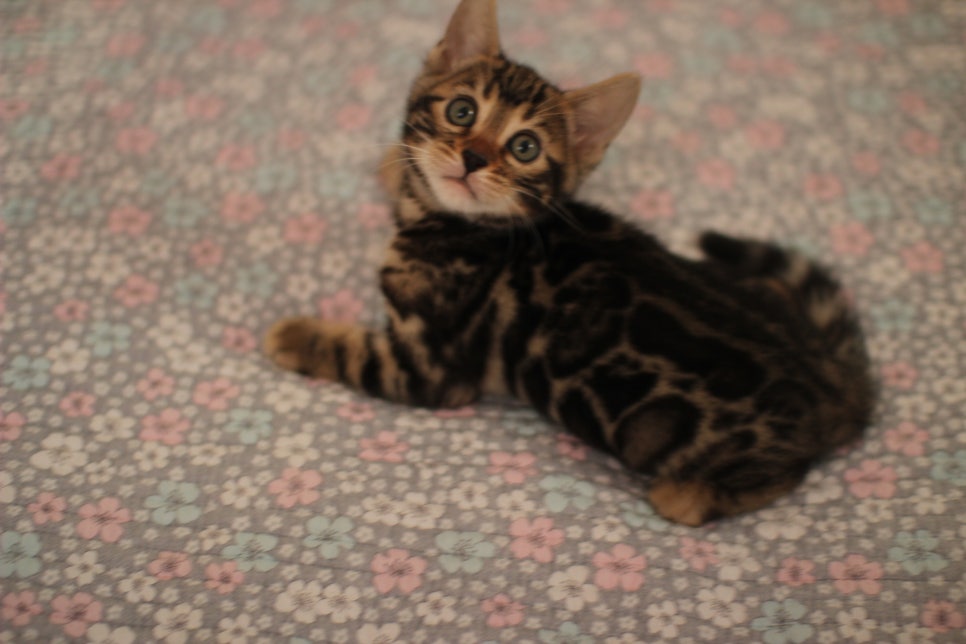 브라운,실버뱅갈고양이 여아 두아이 분양해요~ 관련 이미지 4