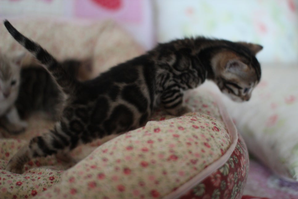 뱅갈고양이 꼬맹이들 사진전 ㅎㅎ 관련 이미지 22