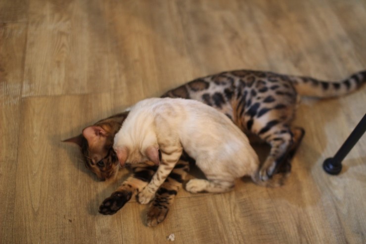 뱅갈고양이,뱅갈고양이분양,듬직한 신사 링컨이~~~ 관련 이미지 4