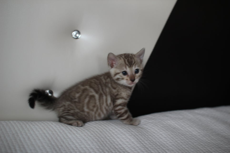 실밍크뱅갈고양이 여아2 예약분양 합니다~ 관련 이미지 2