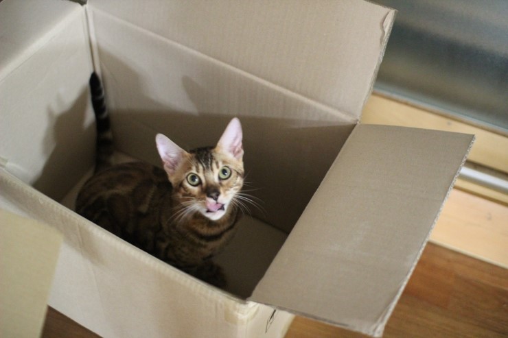 귀염둥이 뱅갈고양이 남아 워리어예요~ 관련 이미지 1