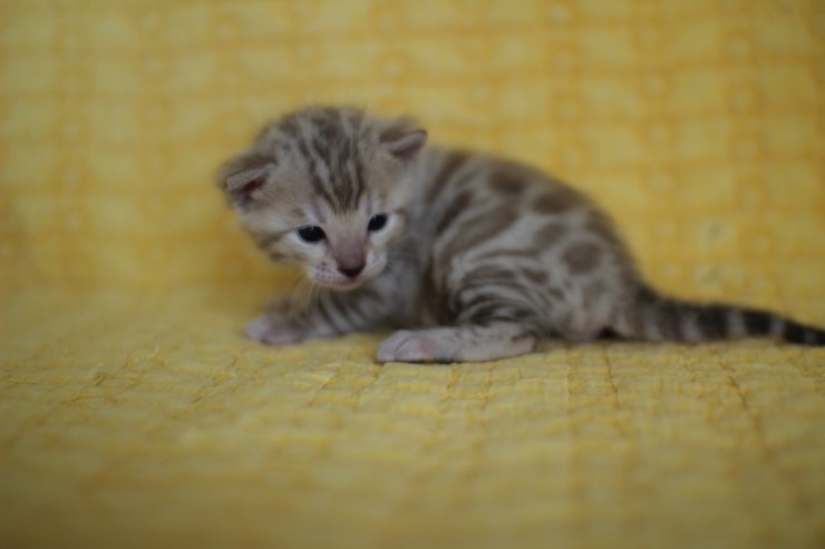 실밍크 스노우뱅갈고양이 분양 천사냥이 4남매 관련 이미지 18