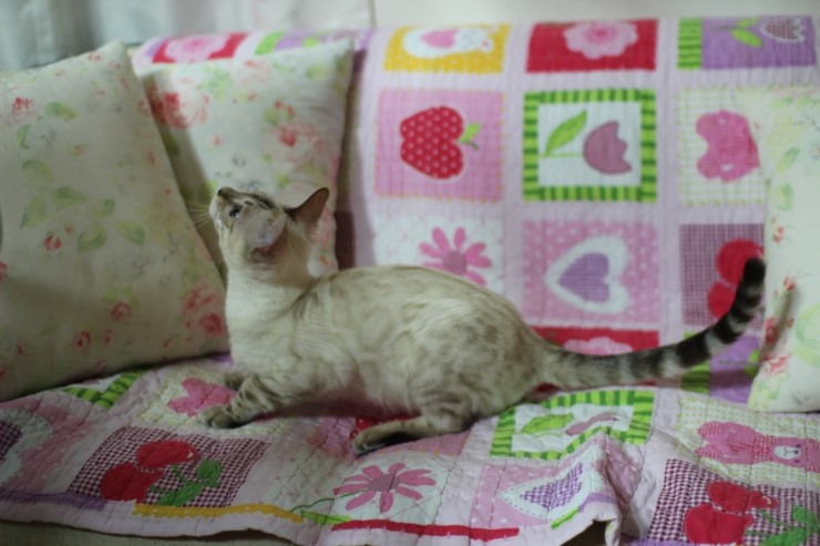 실링스 뱅갈고양이 키퍼 여아 매기에요~ 관련 이미지 4