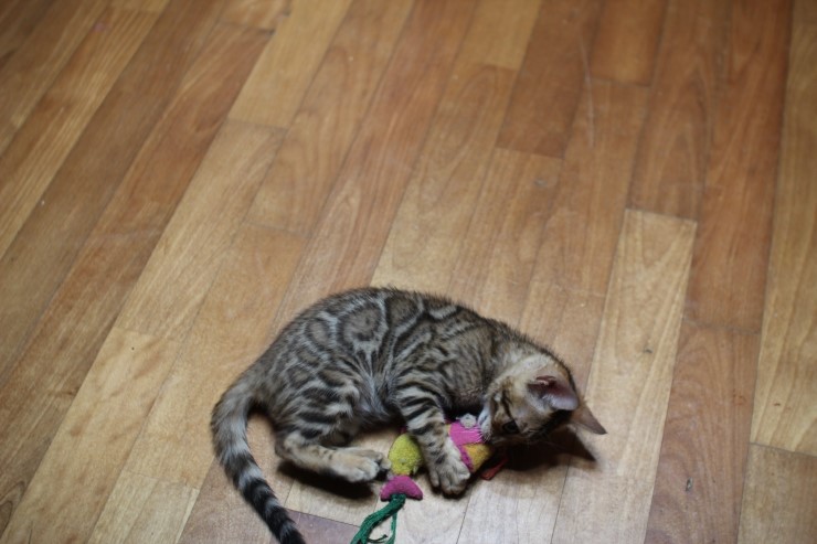 붕어는 내꺼야 아무도 오지마~~ 관련 이미지 2