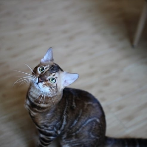해외에서도 인기 많은 뱅갈고양이 원탑군~ 관련 이미지 6