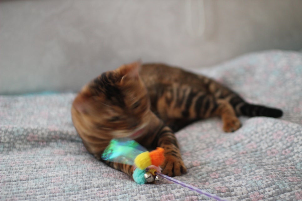 소유뱅갈캐터리 원탑 오랜만에 사진 찍었어요~ 관련 이미지 10