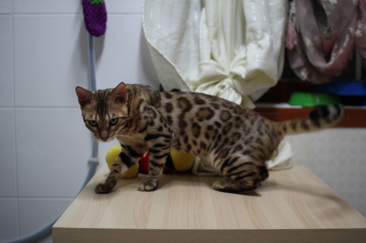 레이 녀석 몇달전 ~ 관련 이미지 2