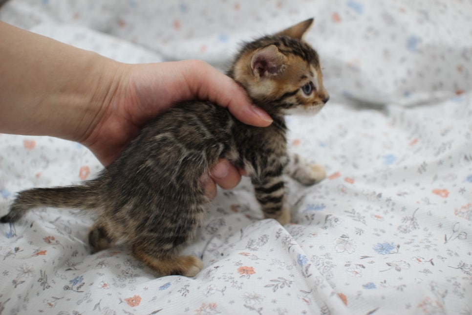 깔끔한 빅로젯이 이쁜 뱅갈고양이 남아 분양해요~ 관련 이미지 6