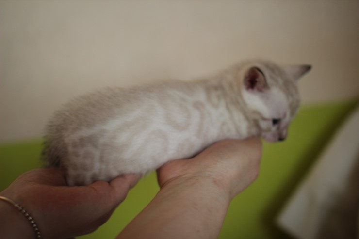 뱅갈고양이 분양 그냥 지나칠수 없을걸? 관련 이미지 16