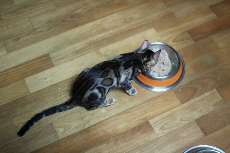 뱅갈고양이 아이들 근황~ 관련 이미지 3