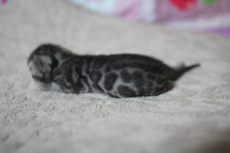 실버뱅갈고양이 꼬물이들 탄생 샤샤샷 관련 이미지 17