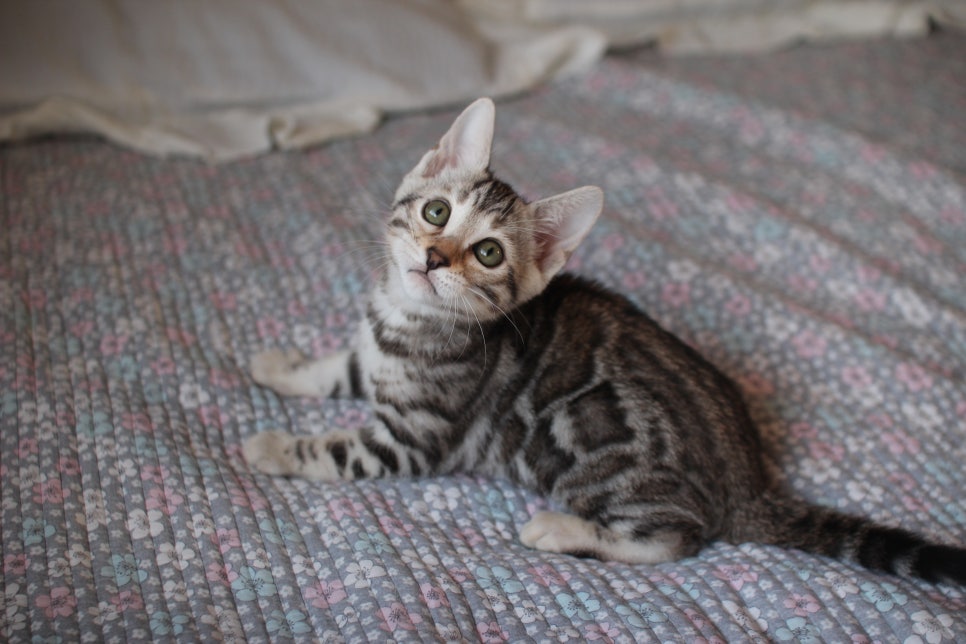 브라운,실버뱅갈고양이 여아 두아이 분양해요~ 관련 이미지 9