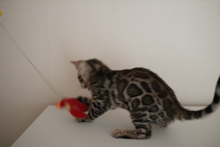 뱅갈고양이 남아 동글이 분양해요~^^ 관련 이미지 6