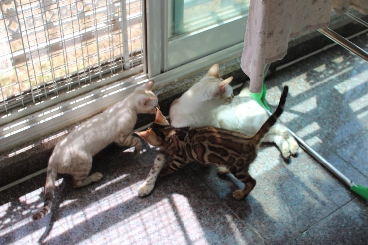실링스 뱅갈고양이 키나는 꼬맹이들을 너무나 좋아해요~ 관련 이미지 9